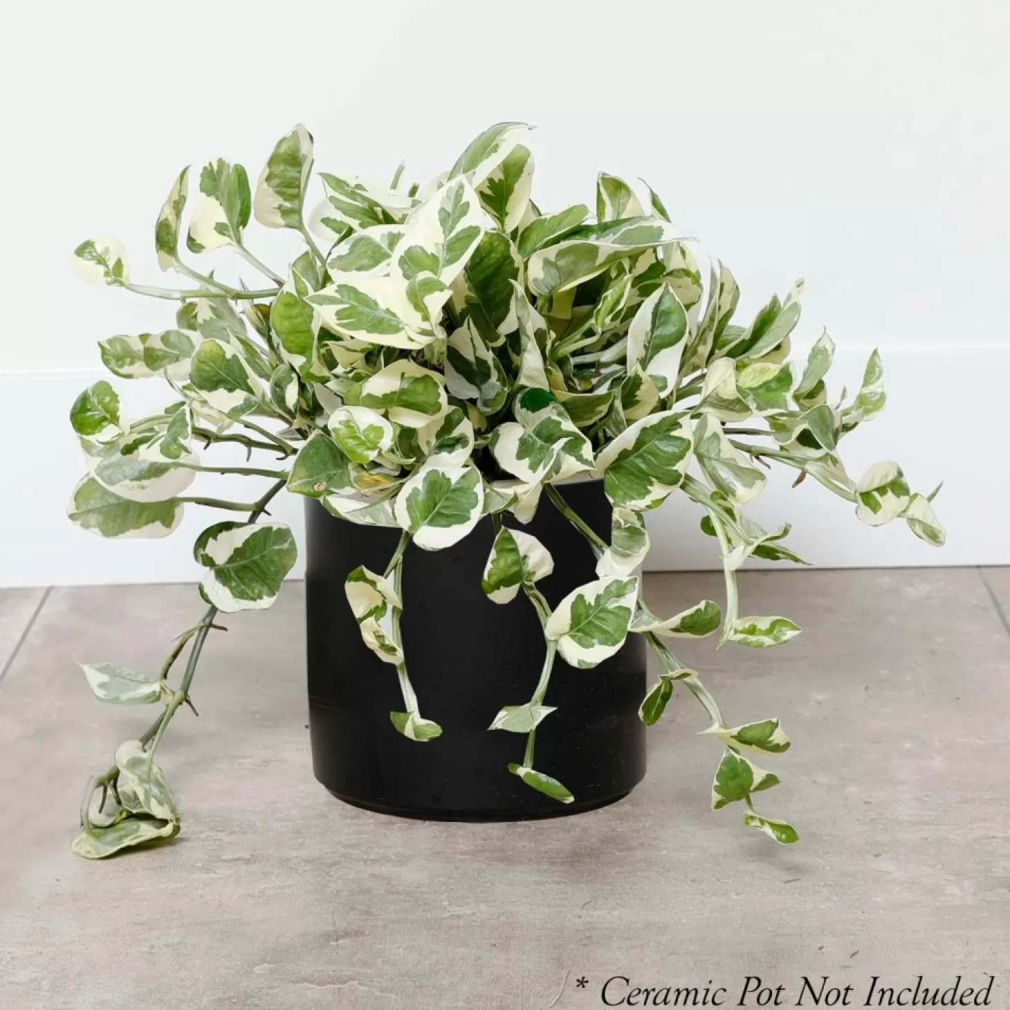 Indoor Plants>Roger's Gardens Pothos N Joy - Scindapsis Aurea - 6In