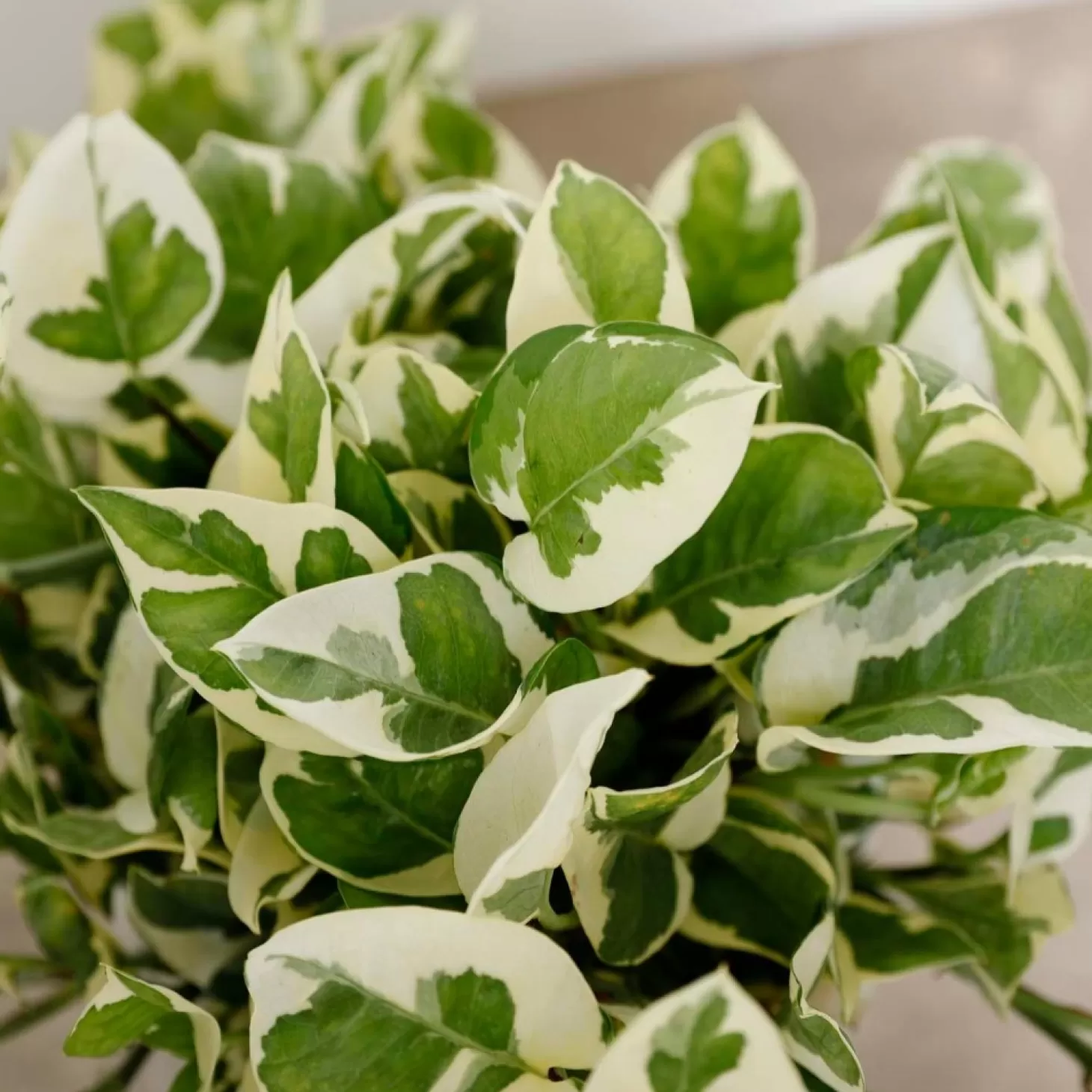 Indoor Plants>Roger's Gardens Pothos N Joy - Scindapsis Aurea - 6In