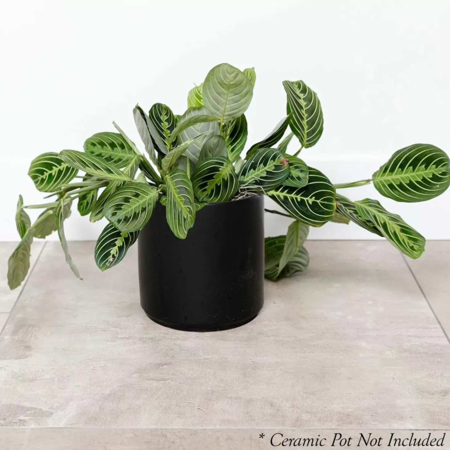 Indoor Plants>Roger's Gardens Prayer Plant - Maranta 'Lemon Lime' - 6In