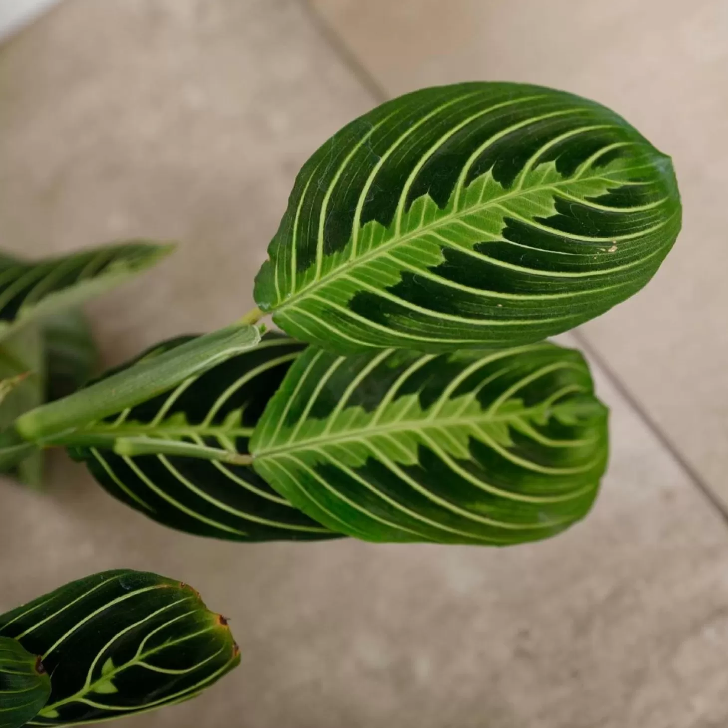 Indoor Plants>Roger's Gardens Prayer Plant - Maranta 'Lemon Lime' - 6In