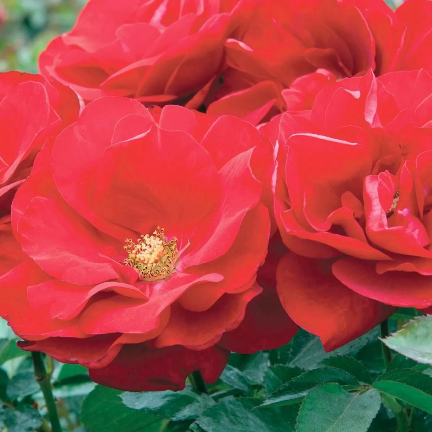 Roses>Roger's Gardens Preference - 24" Tree - 5 Gallon