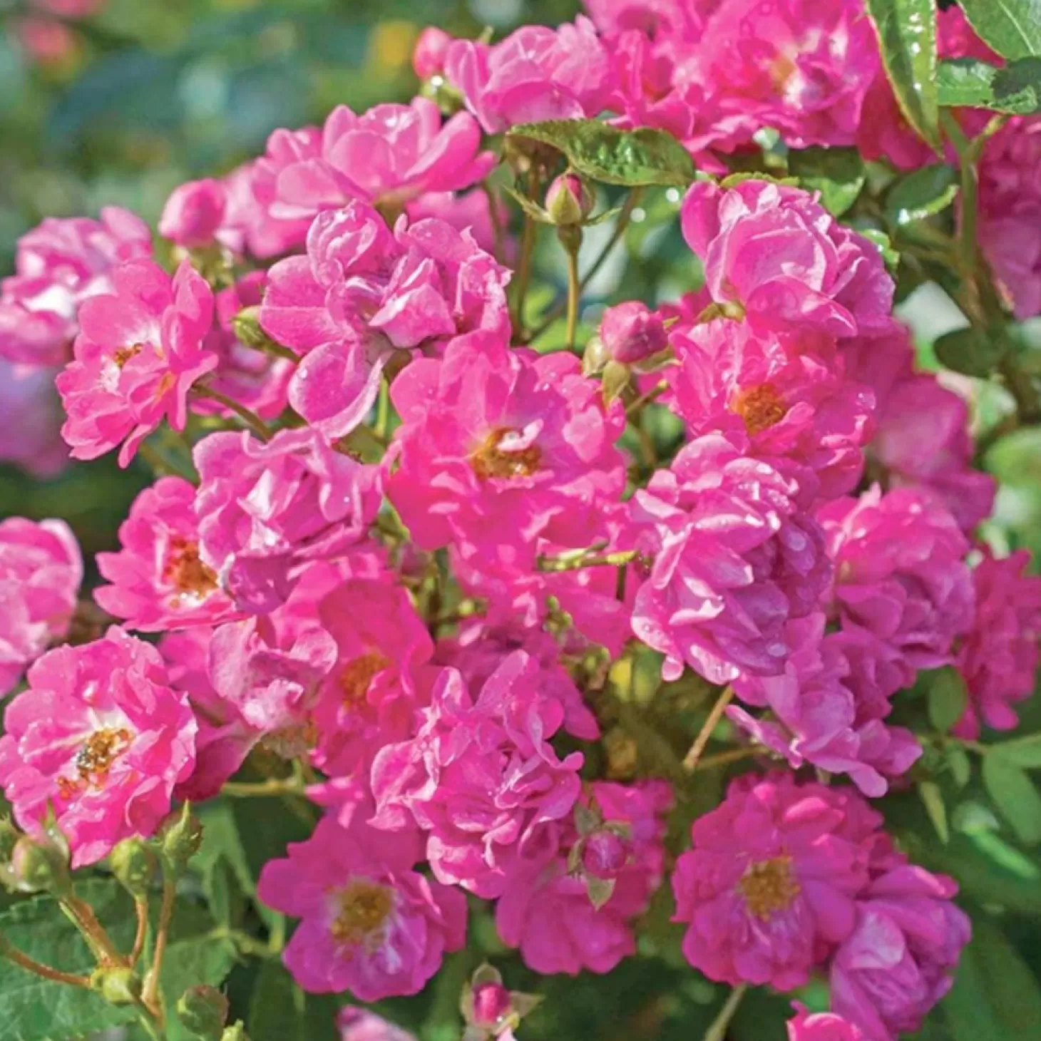 Roses>Roger's Gardens Pretty Polly Pink - 5 Gallon