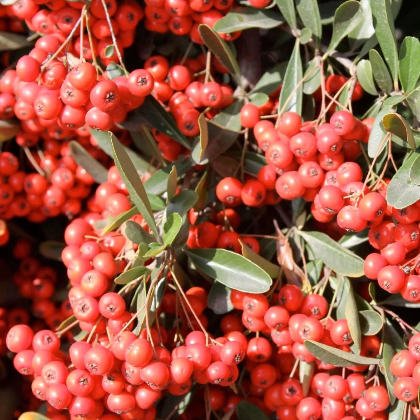 Landscape Plants>Roger's Gardens Pyracantha Koidzumii 'Victory' - Victory Pyracantha - 5 Gallon