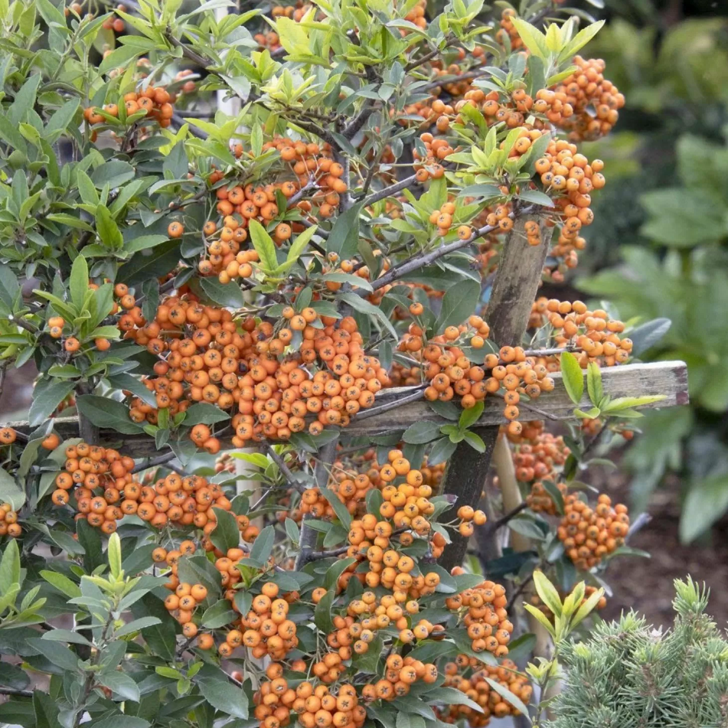 Landscape Plants>Roger's Gardens Pyracantha 'Yukon Belle'® - Pyracantha - Espalier - 5 Gallon