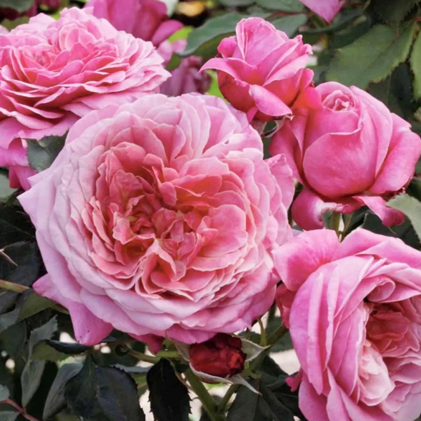 Roses>Roger's Gardens Queen Of Elegance - 36" Tree - 5 Gallon