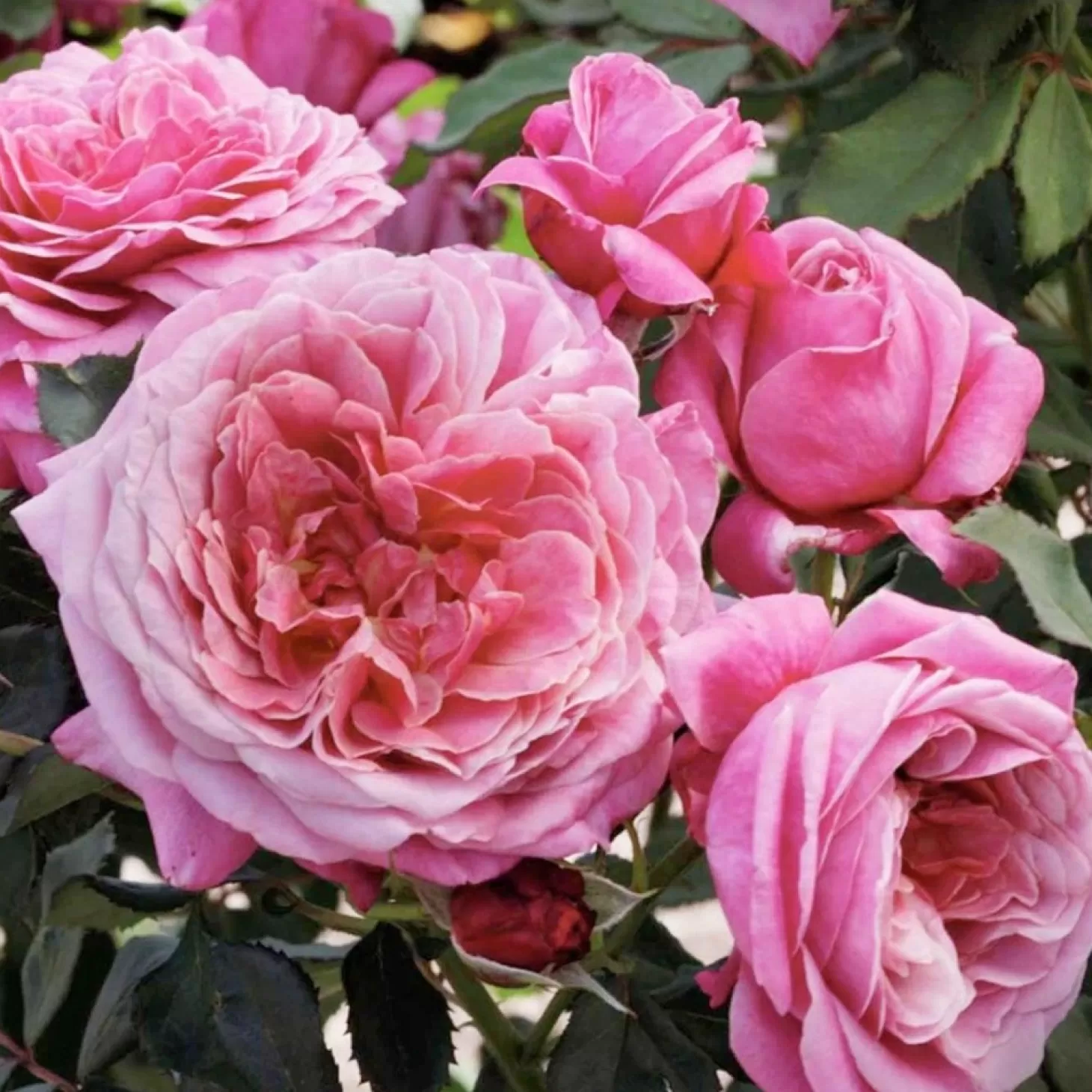 Roses>Roger's Gardens Queen Of Elegance - 5 Gallon