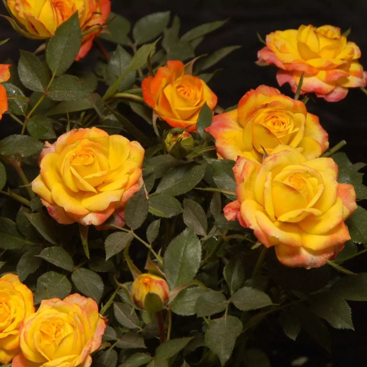 Roses>Roger's Gardens Rainbow Sunblaze - Mini - 3 Gallon