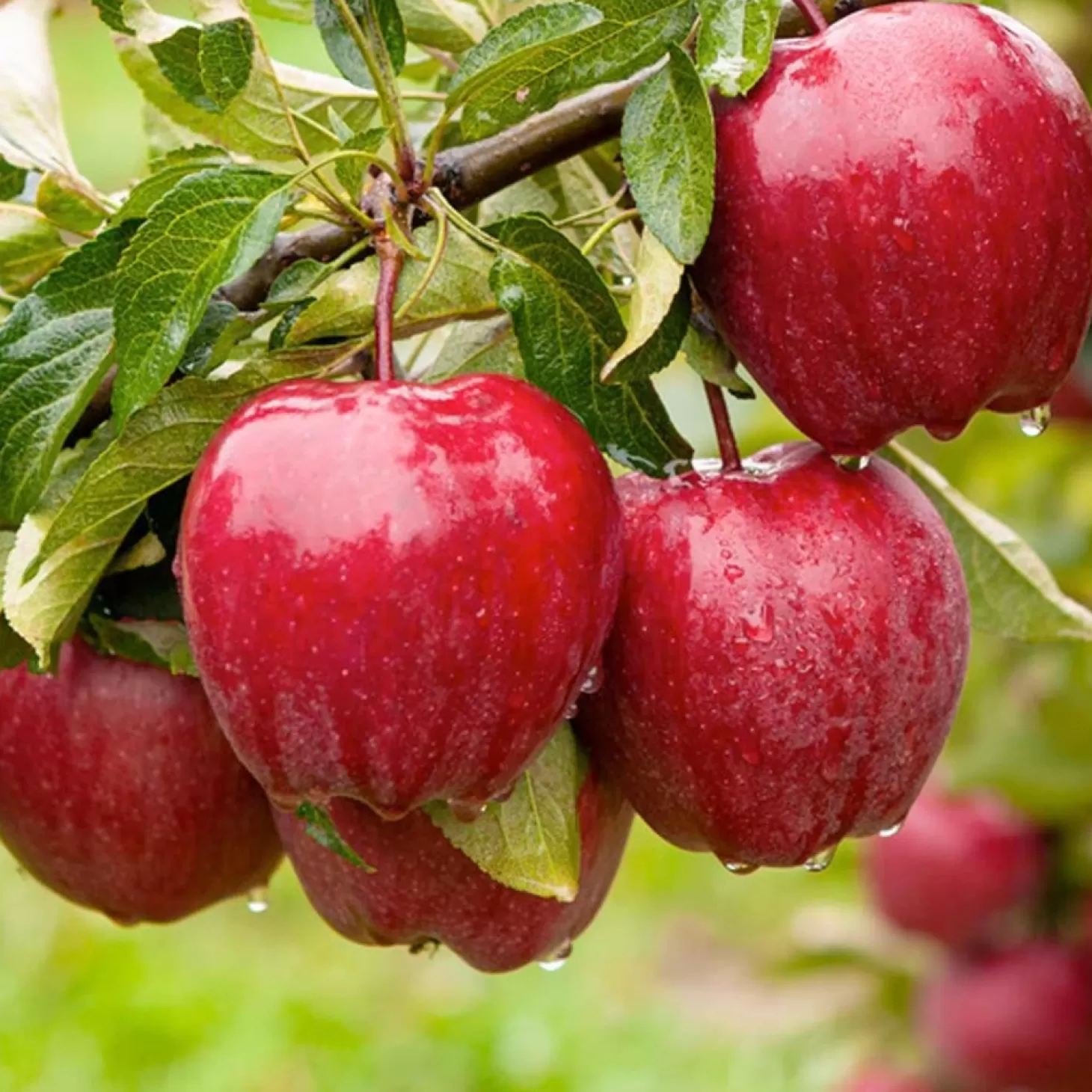 Landscape Plants>Roger's Gardens Red Delicious Apple - Tree - 10 Gallon