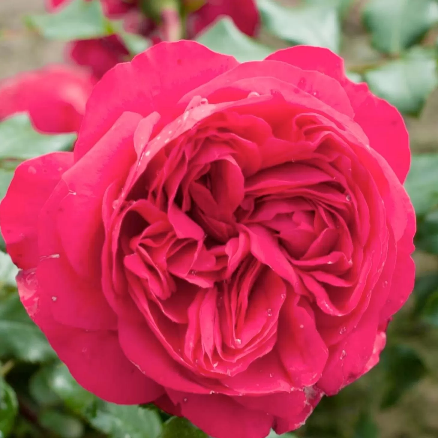 Roses>Roger's Gardens Red Eden - Climbing - Staked - 5 Gallon