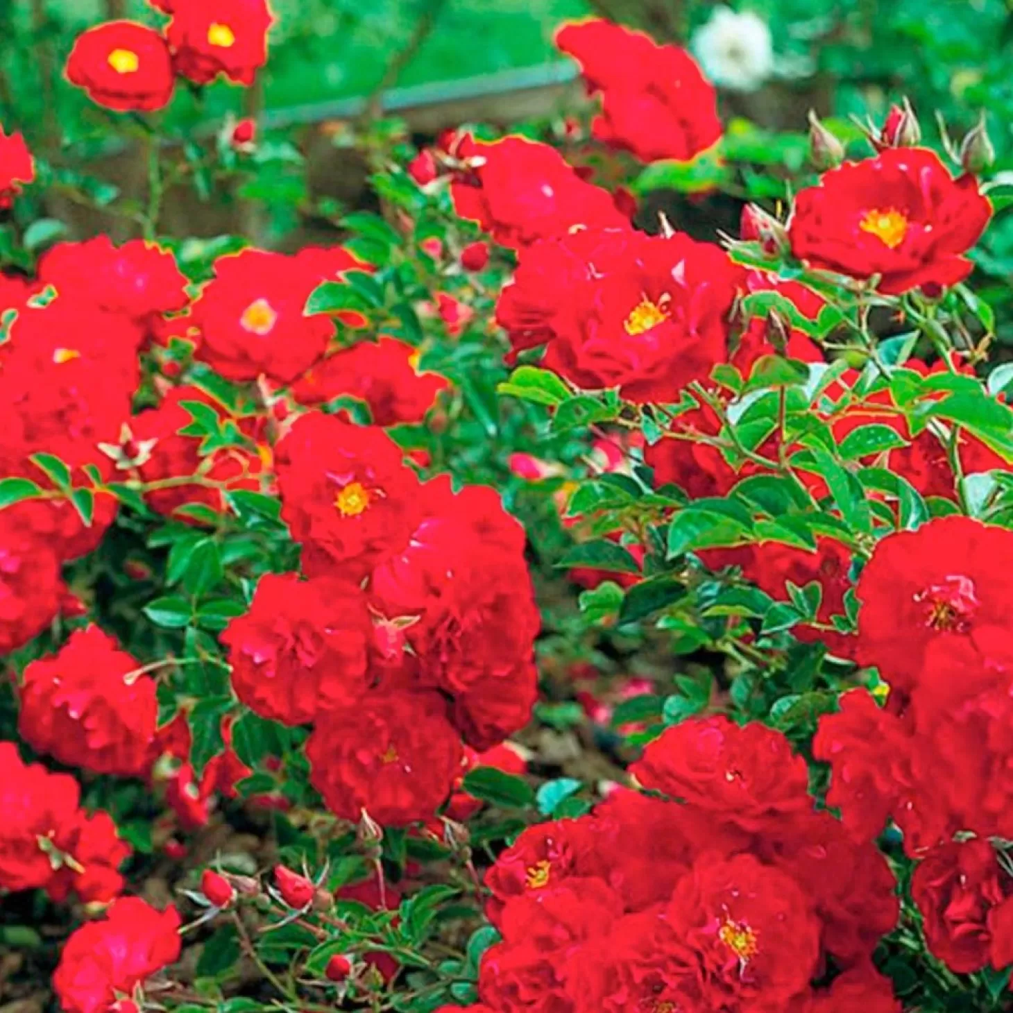 Roses>Roger's Gardens Red Ribbons - 5 Gallon