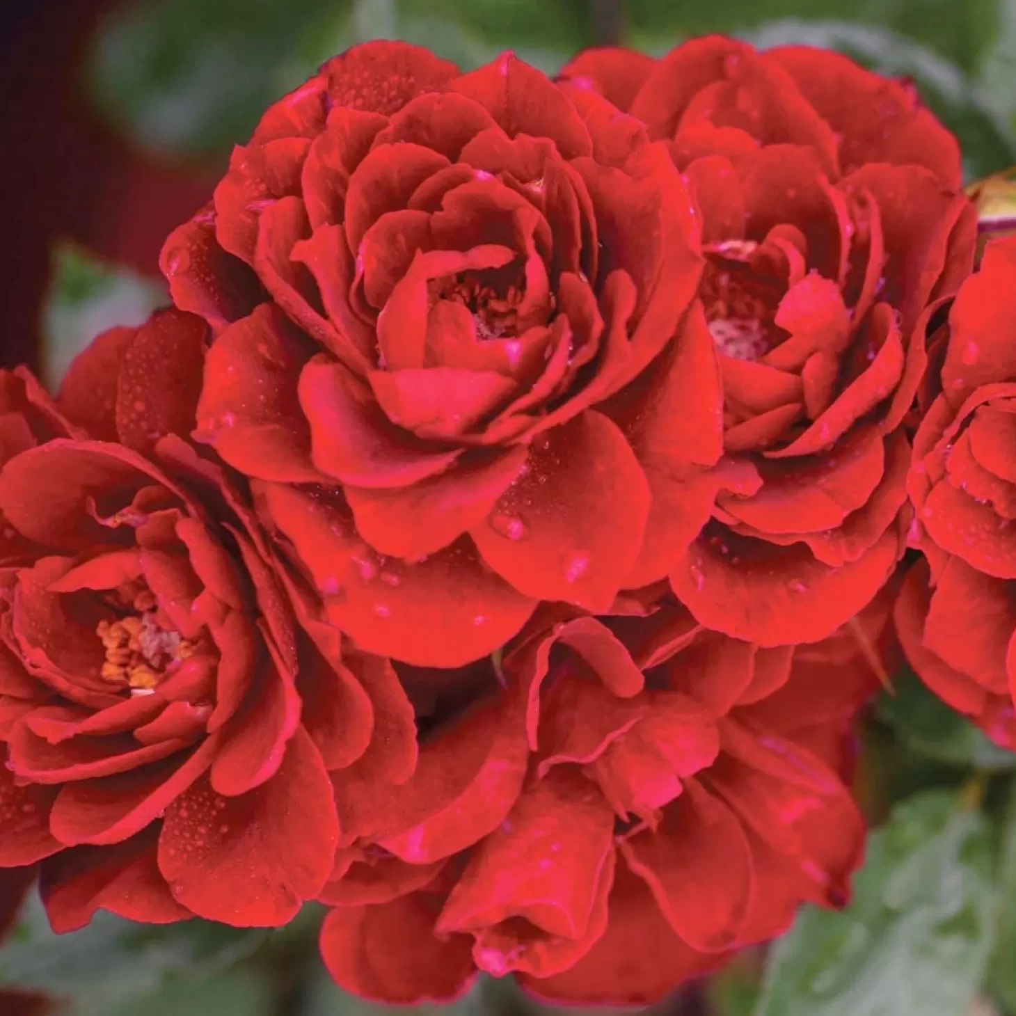 Roses>Roger's Gardens Red Sunblaze - Mini - 3 Gallon