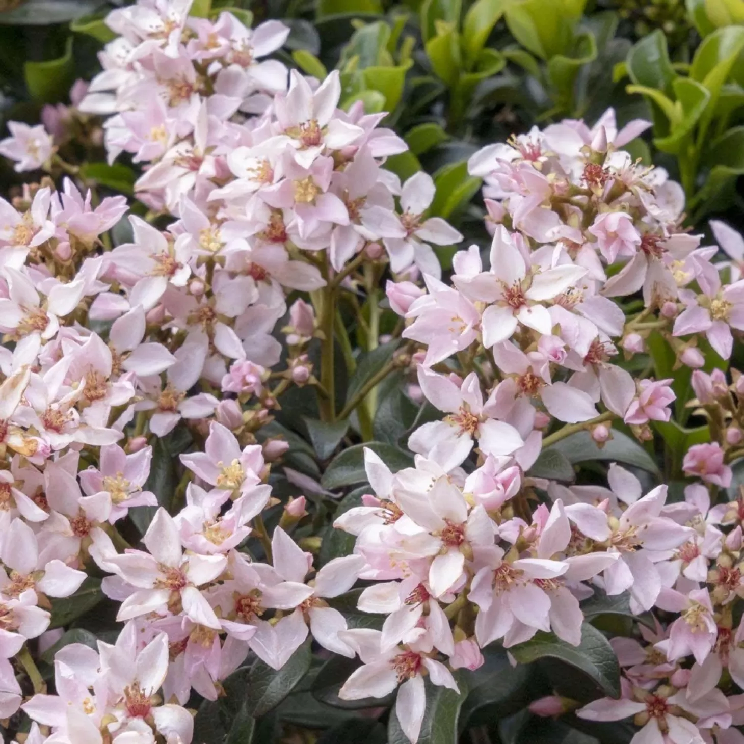 Landscape Plants>Roger's Gardens Rhaphiolepis 'Ballerina' - Ballerina Indian Hawthorn - 2 Gallon