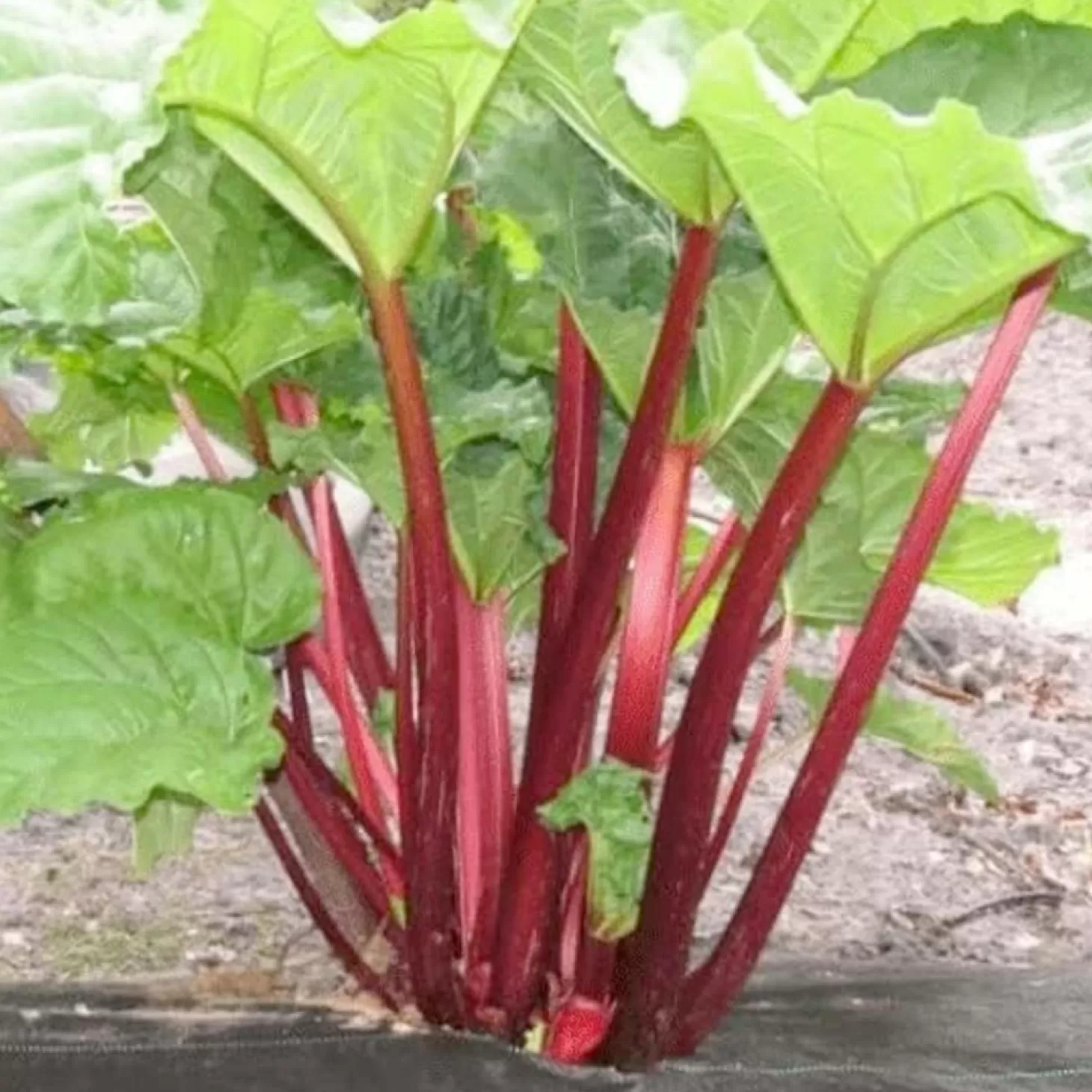 Fruit Trees>Roger's Gardens Rhubarb 'Cherry Victoria' - #1 Gallon