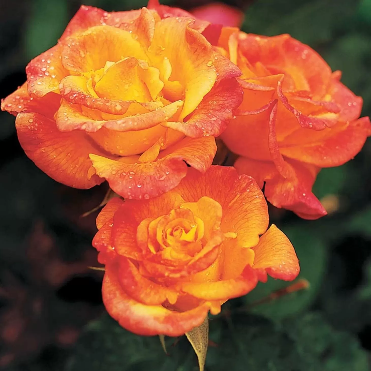 Roses>Roger's Gardens Rio Samba - 36" Tree - 5 Gallon