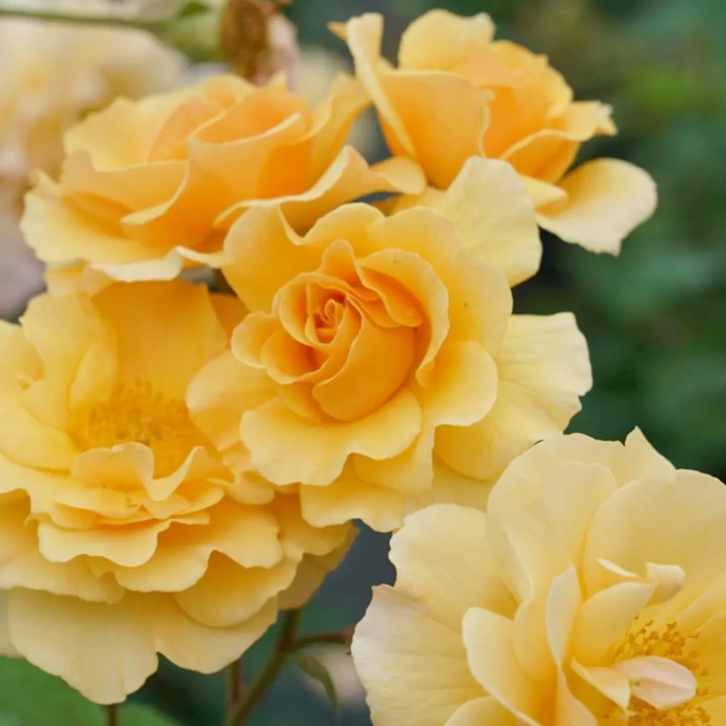 Roses>Roger's Gardens Rise Up Amberness - 3 Gallon