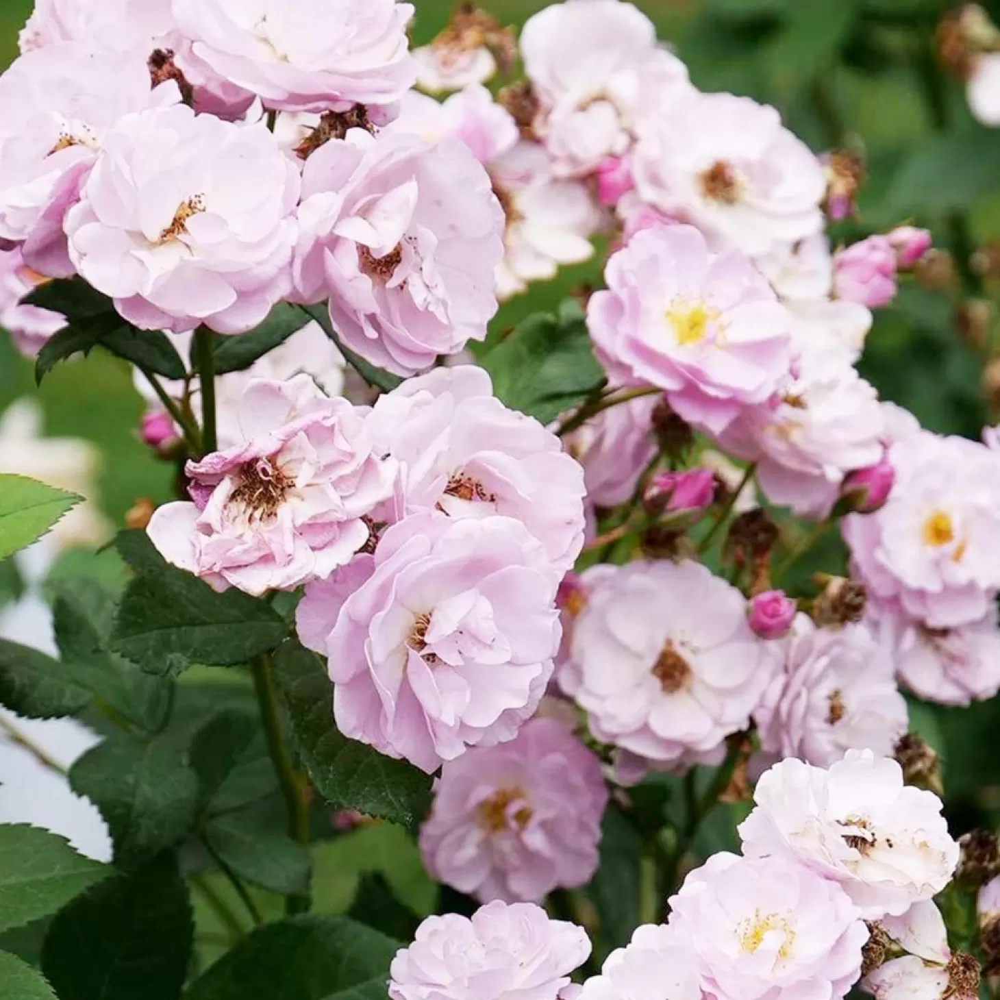 Roses>Roger's Gardens Rise Up Lilac Days - 3 Gallon