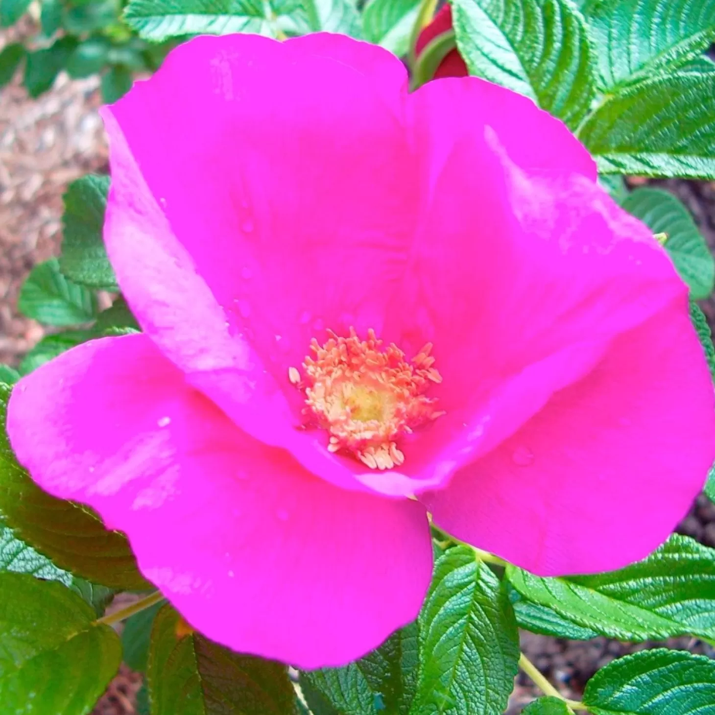 Roses>Roger's Gardens Rosa Rugosa - 5 Gallon