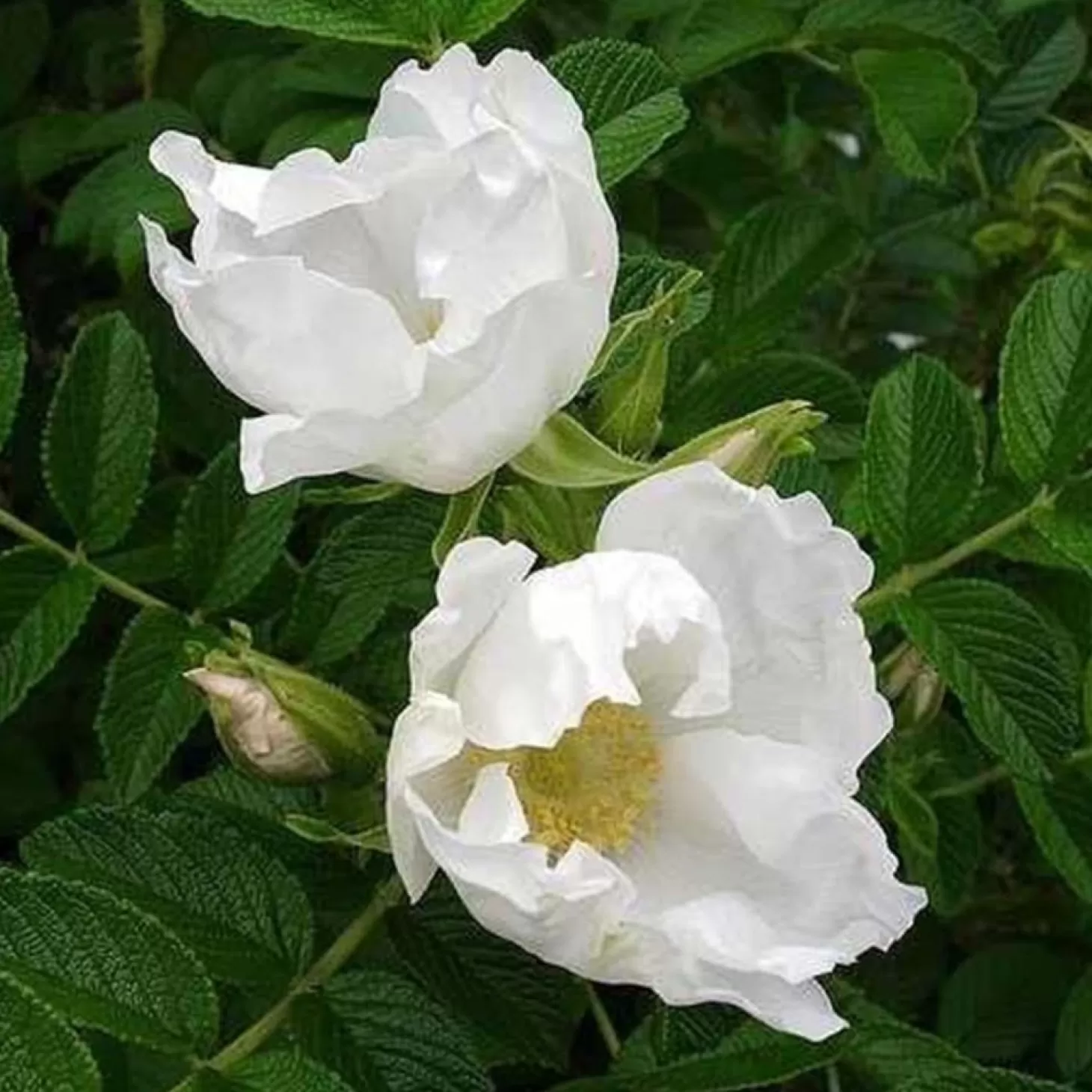 Roses>Roger's Gardens Rosa Rugosa Alba - 5 Gallon