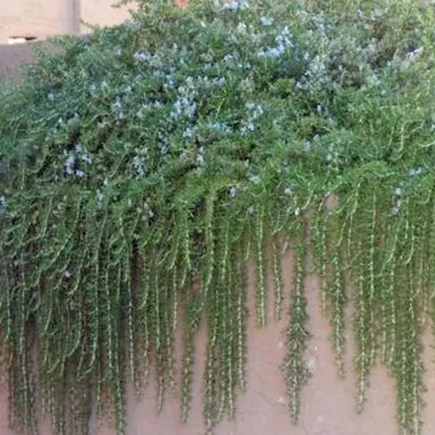 Landscape Plants>Roger's Gardens Rosmarinus 'Huntington Carpet' - Huntington Carpet Rosemary - 5 Gallon