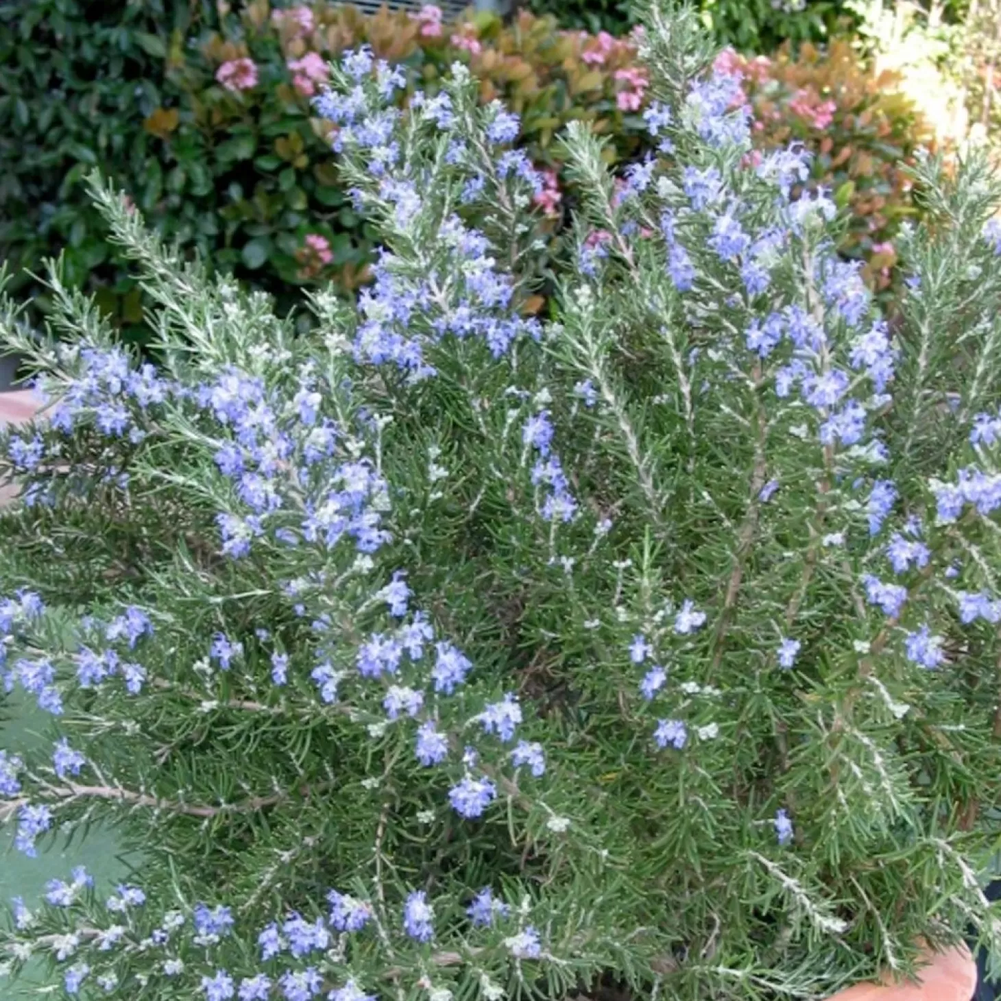 Landscape Plants>Roger's Gardens Rosmarinus 'Roman Beauty' Pp - Roman Beauty Rosemary - 1 Gallon