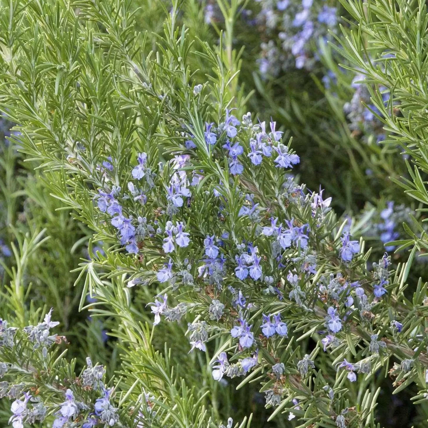 Landscape Plants>Roger's Gardens Rosmarinus 'Tuscan Blue' - Tuscan Blue Rosemary - 5 Gallon