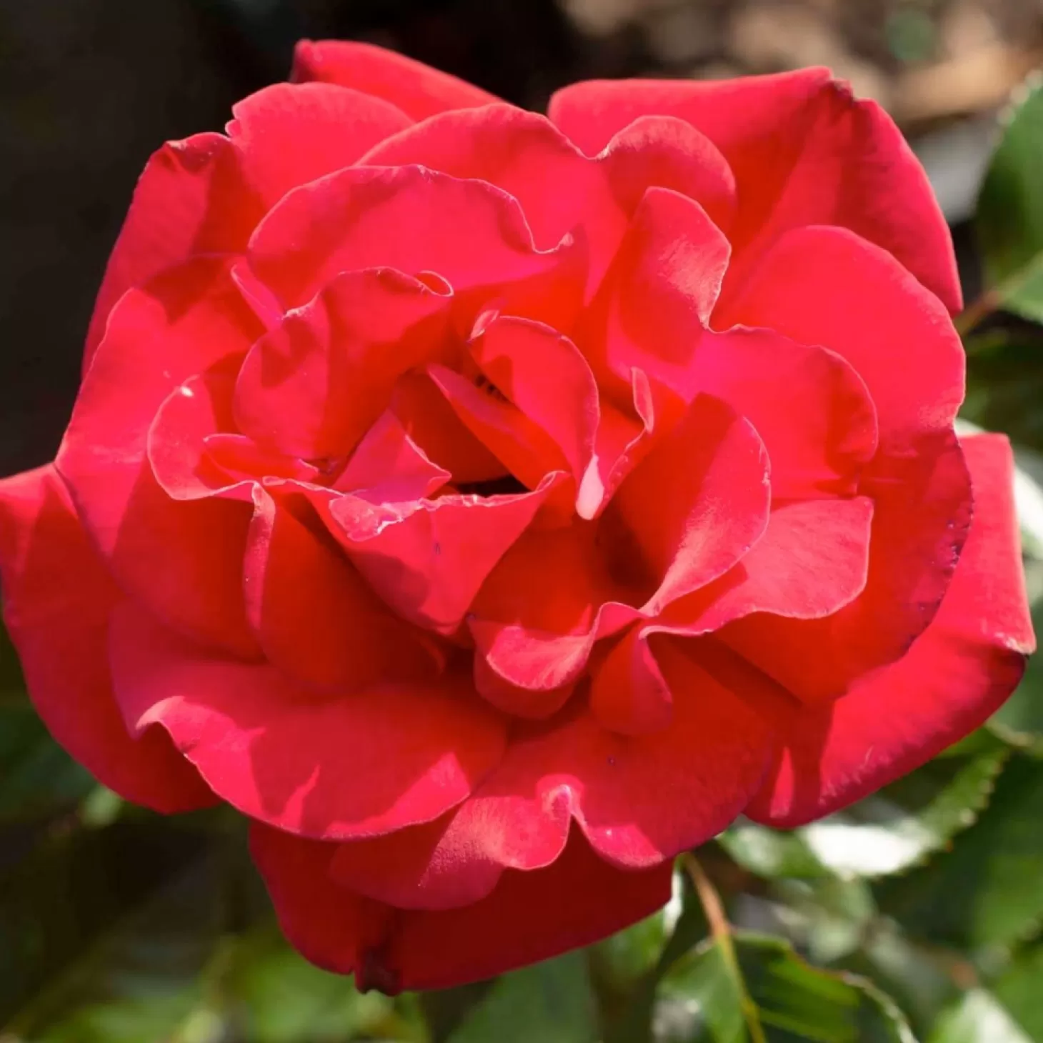 Roses>Roger's Gardens Ruby Red - 5 Gallon