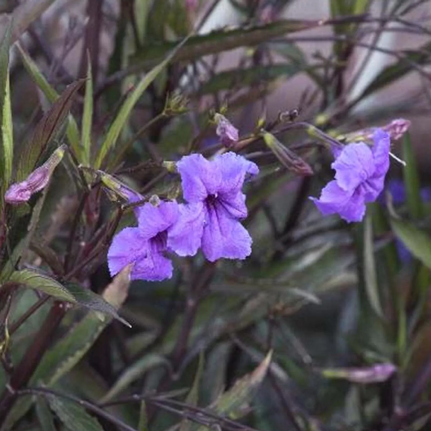 Landscape Plants>Roger's Gardens Ruellia Brittoniana - Mexican Petunia - 2 Gallon