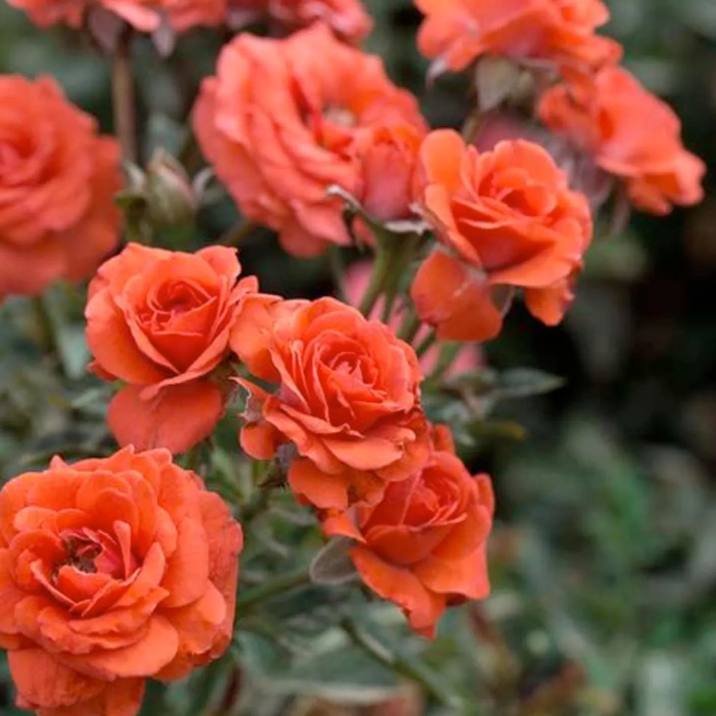 Roses>Roger's Gardens Salmon Sunblaze - Mini - 3 Gallon