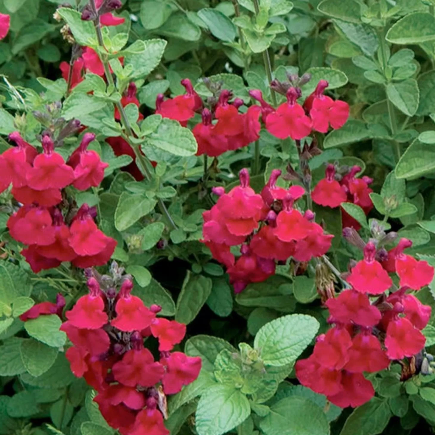 Landscape Plants>Roger's Gardens Salvia 'Heatwave Blaze' Pp - Autumn Sage - 1 Gallon