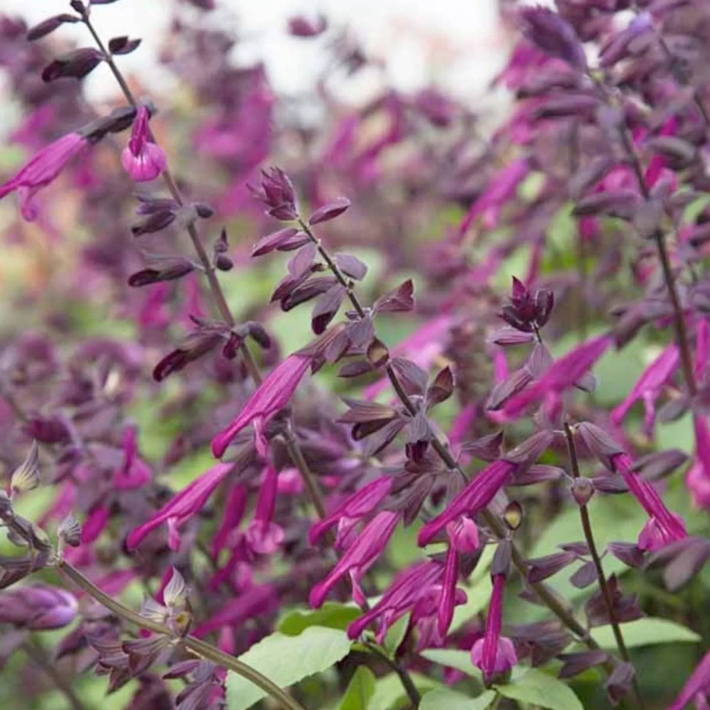 Hummingbird Plants>Roger's Gardens Salvia 'Love And Wishes'