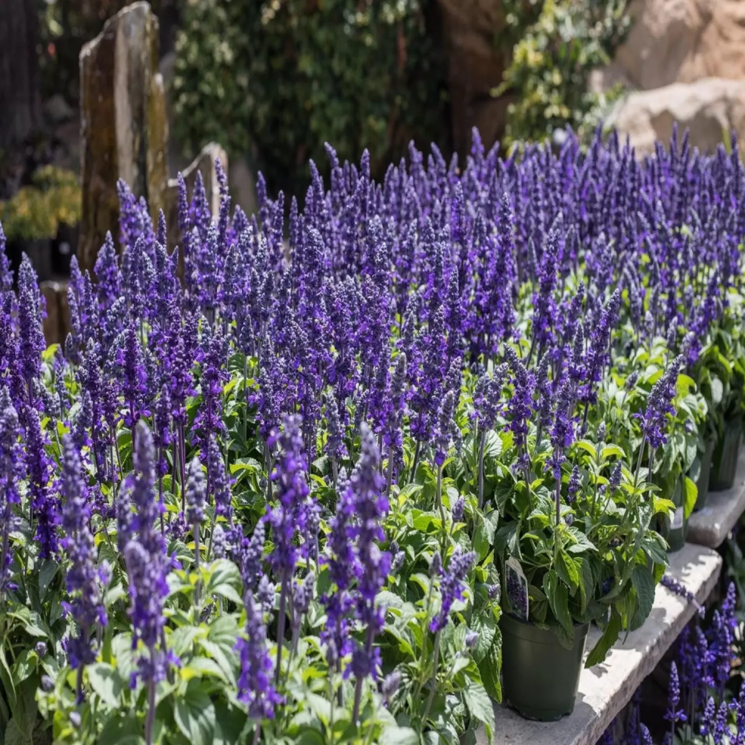 Hummingbird Plants>Roger's Gardens Salvia 'Mysty' - Mysty Blue Salvia (Sage) - 6 Inch