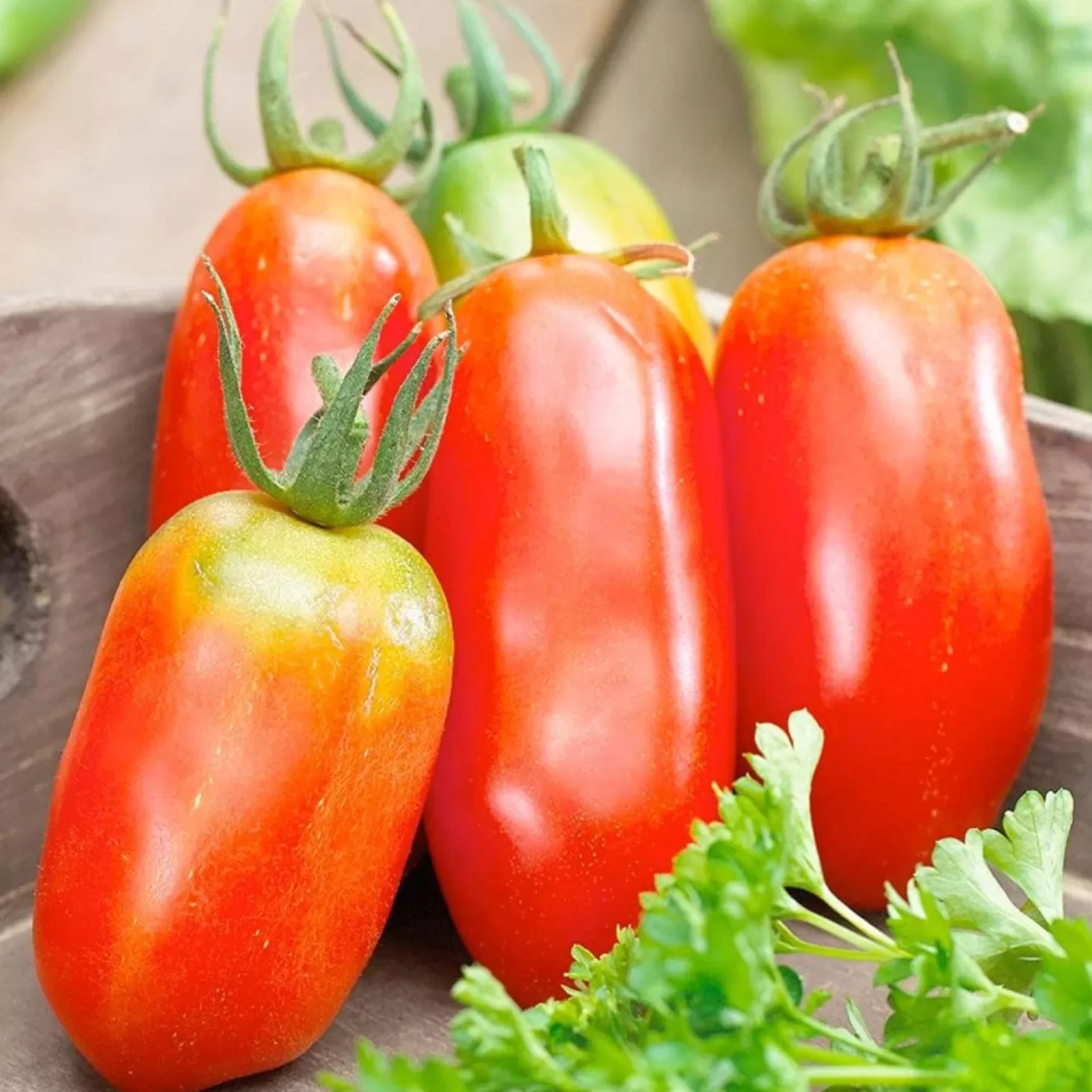 Tomatoes>Roger's Gardens San Marzano - 4" Pot