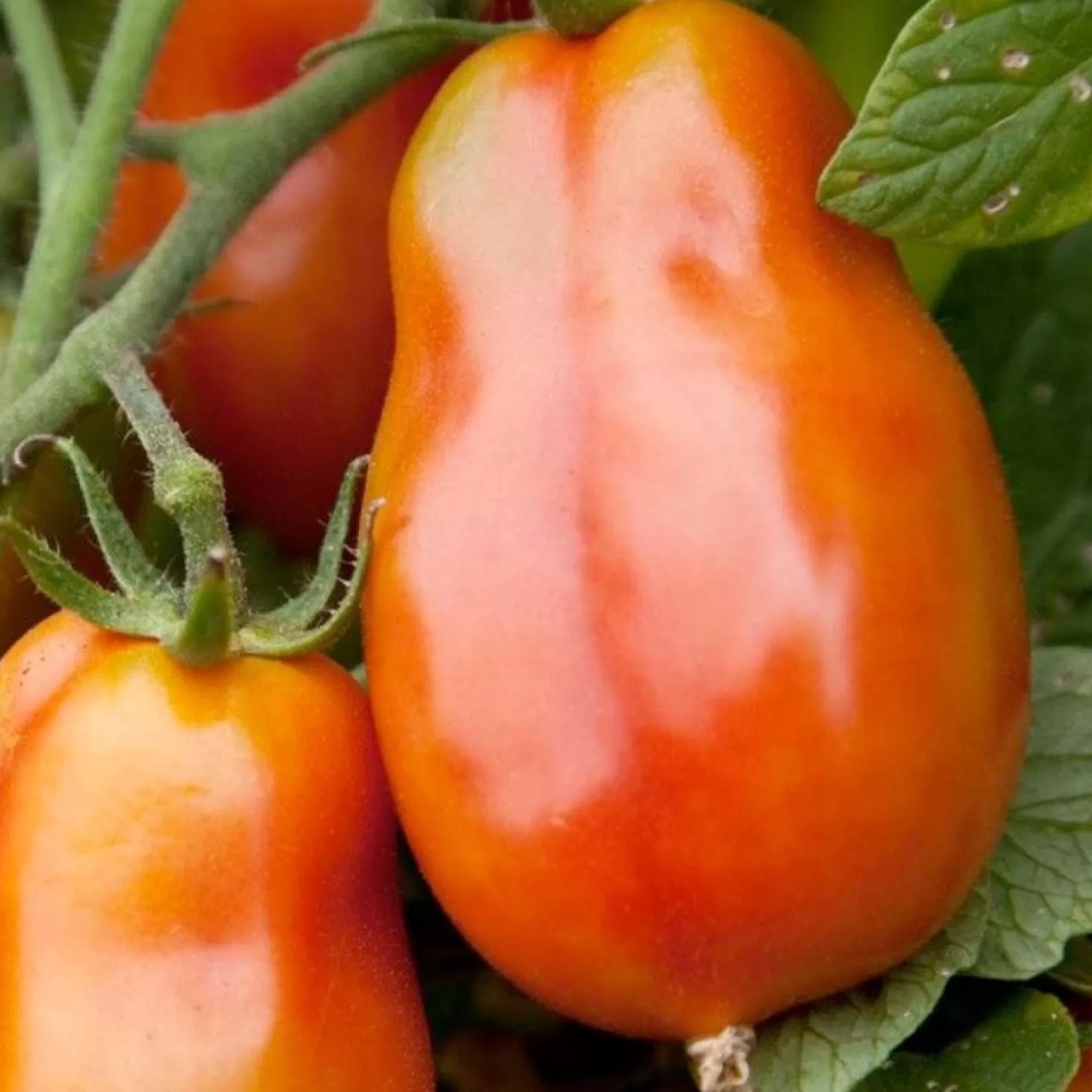 Tomatoes>Roger's Gardens San Marzano Gigante - 4" Pot