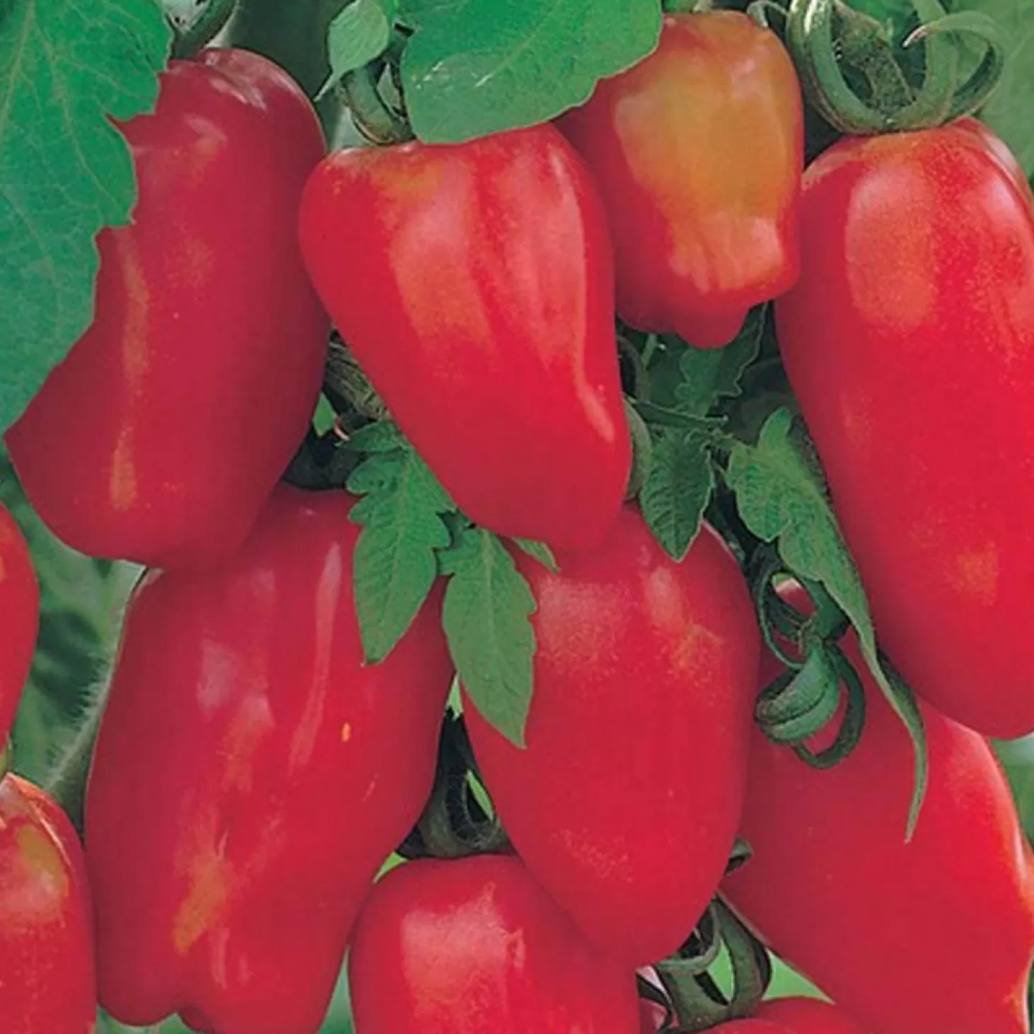 Tomatoes>Roger's Gardens San Marzano Lungo - 4" Pot