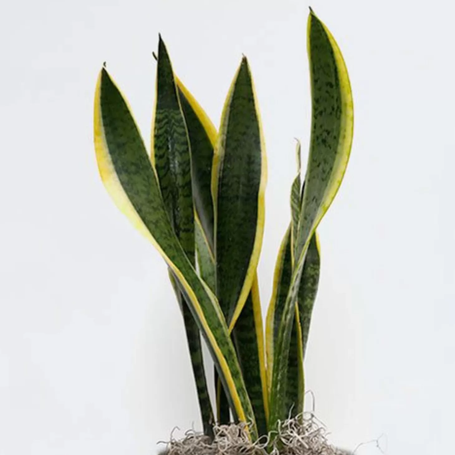 Indoor Plants>Roger's Gardens Sanservieria Laurentii - 6" Pot