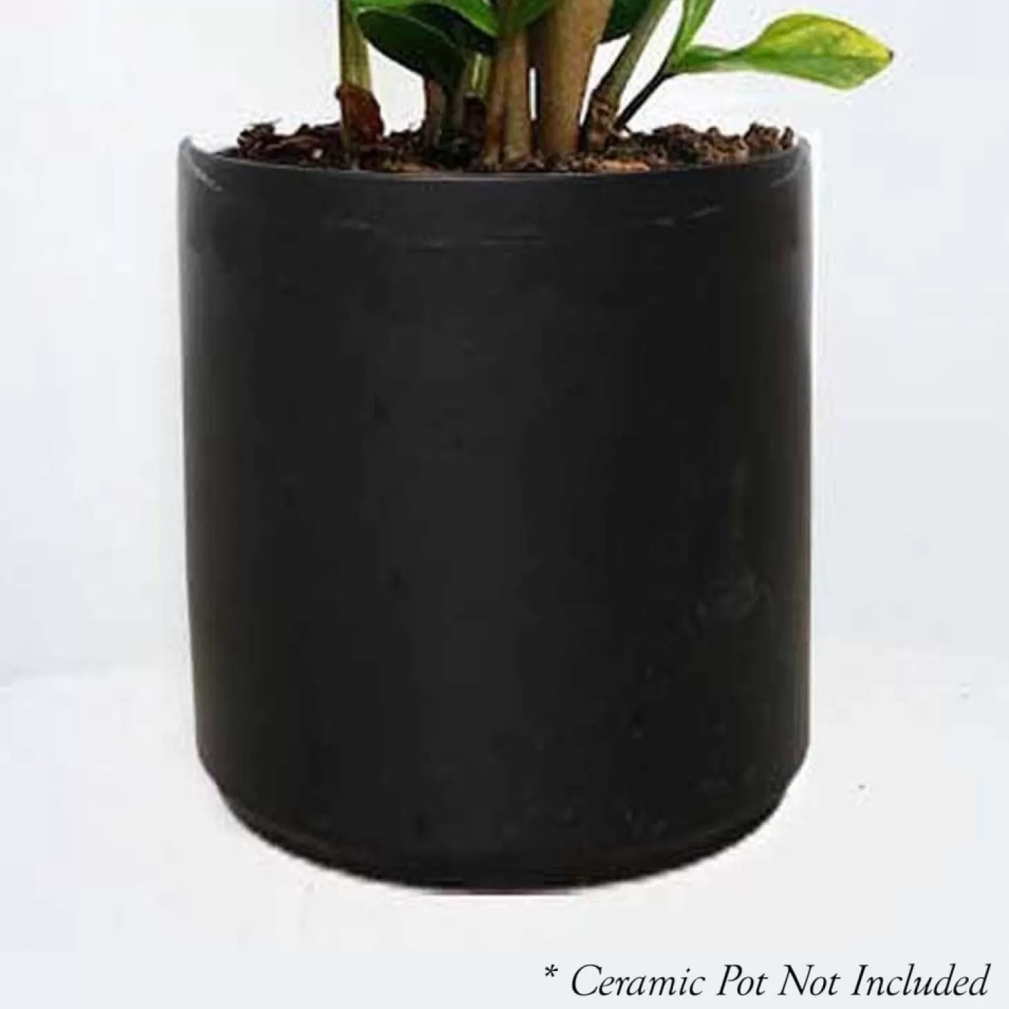 Indoor Plants>Roger's Gardens Sanservieria Laurentii - 6" Pot