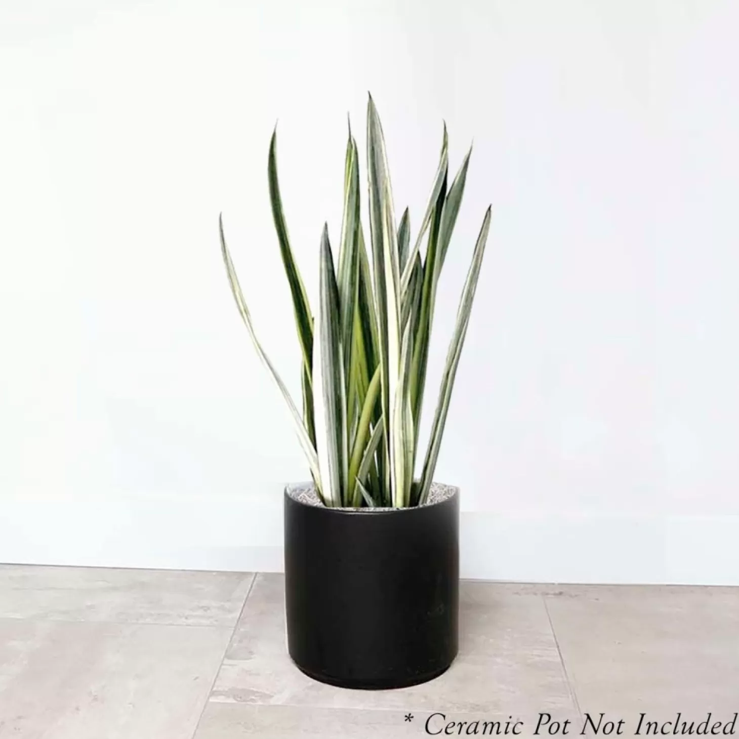 Indoor Plants>Roger's Gardens Sansevieria 'Bantel's Sensation' - Snake Plant - 6" Pot