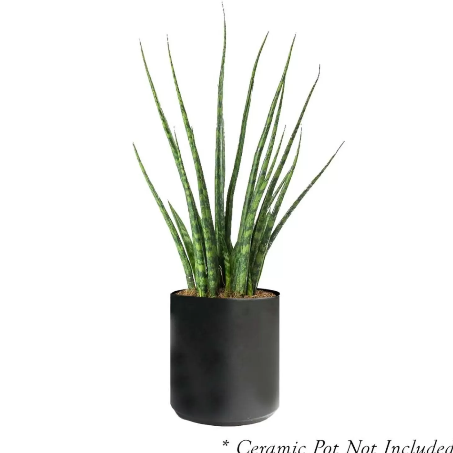 Indoor Plants>Roger's Gardens Sansevieria 'Fernwood Mikado' - Snake Plant - 6" Pot