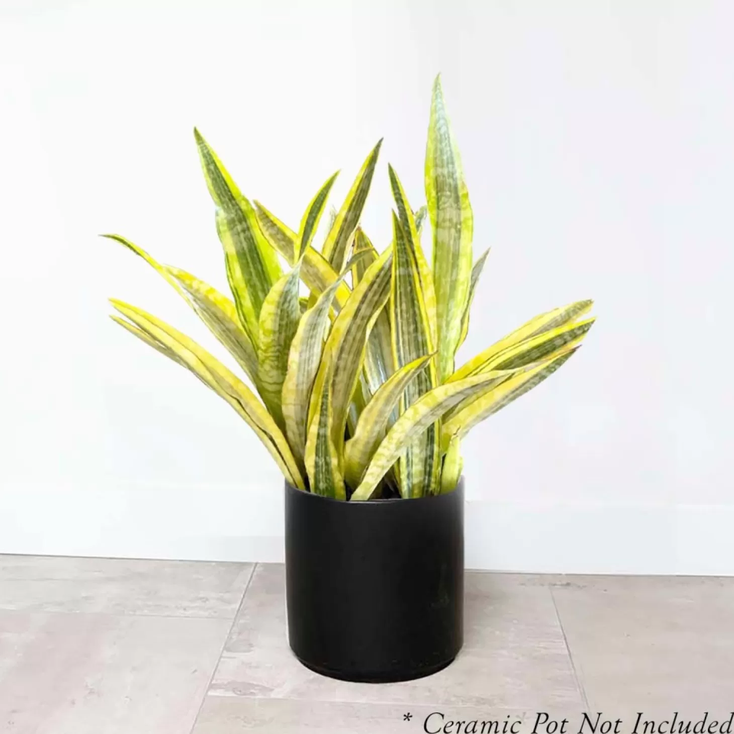 Indoor Plants>Roger's Gardens Sansevieria 'Gold Dust' - Snake Plant - 10" Pot