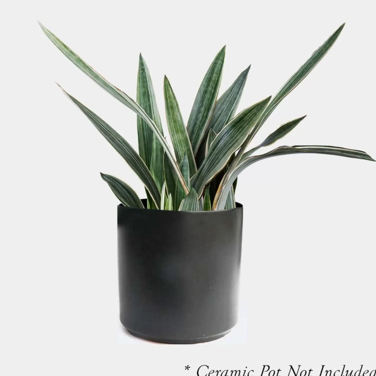 Indoor Plants>Roger's Gardens Sansevieria Sayurii - Snake Plant - 8" Pot