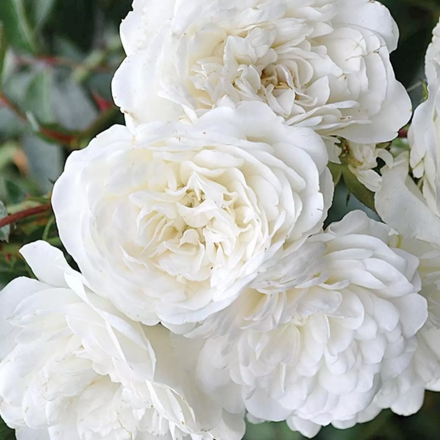 Roses>Roger's Gardens Sea Foam - 5 Gallon