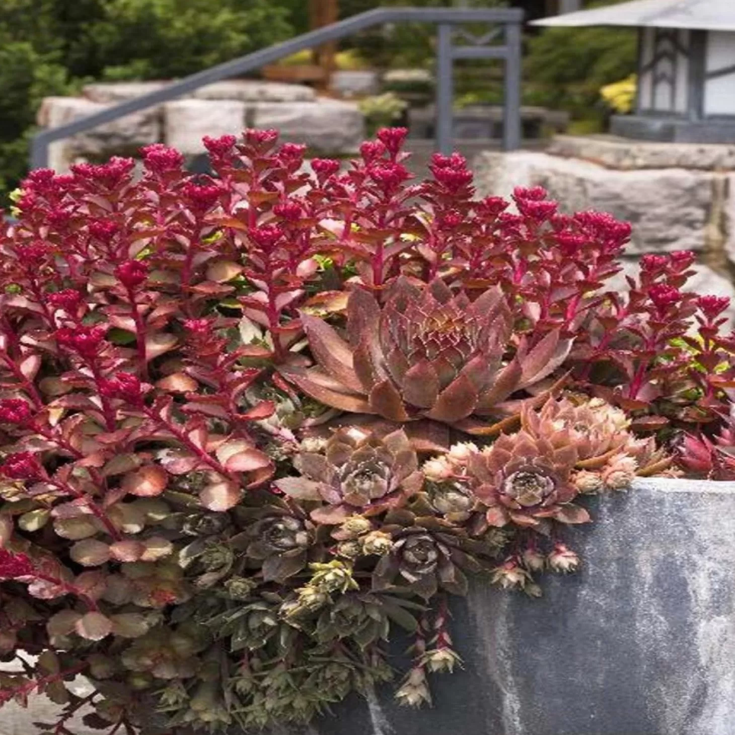 Landscape Plants>Roger's Gardens Sedum 'Bronze Carpet' - Bronze Carpet Sedum - 1 Gallon