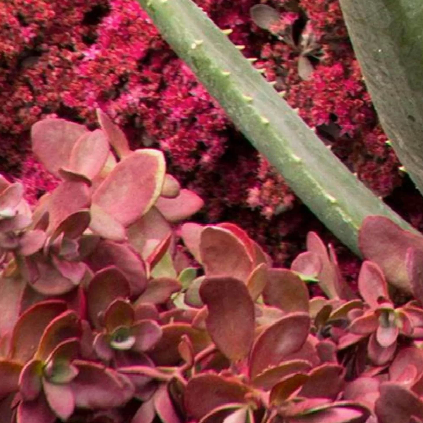 Landscape Plants>Roger's Gardens Sedum 'Fire Cracker'® Pp - Fire Cracker Sedum - 1 Gallon