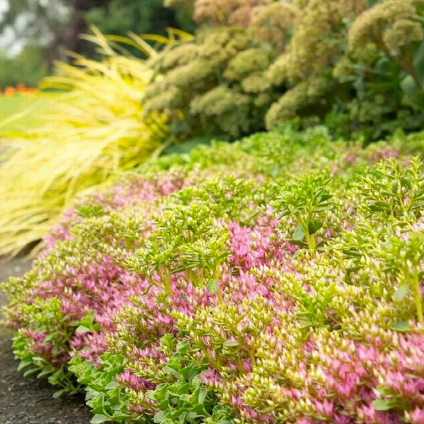 Landscape Plants>Roger's Gardens Sedum 'John Creech' - John Creech Sedum - 1 Gallon