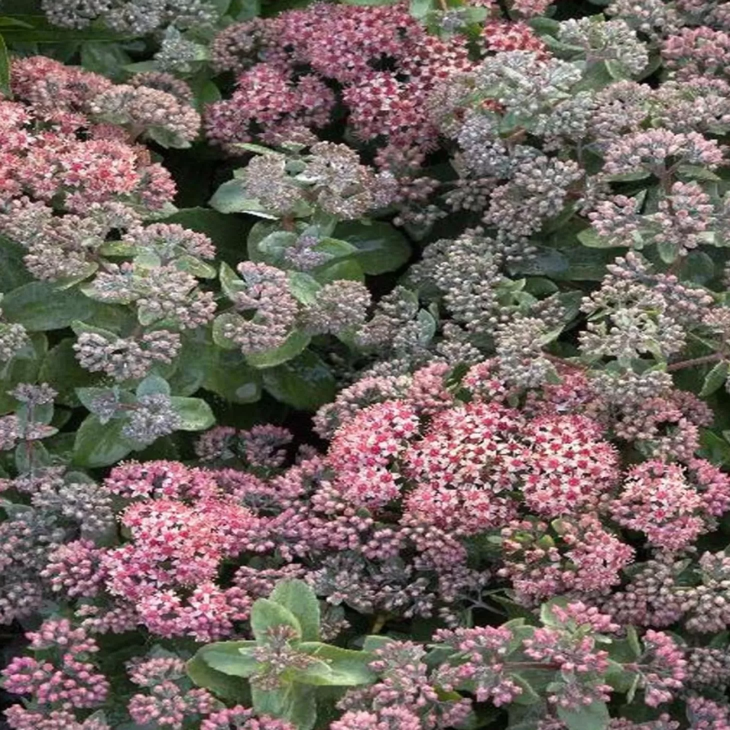 Landscape Plants>Roger's Gardens Sedum 'Purple Crush' Pp - Purple Crush Sedum - 1 Gallon