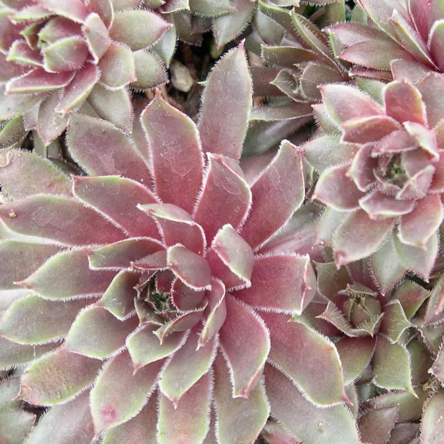 Landscape Plants>Roger's Gardens Sempervivum 'Kalinda' - Kalinda Sempervivum - 1 Gallon