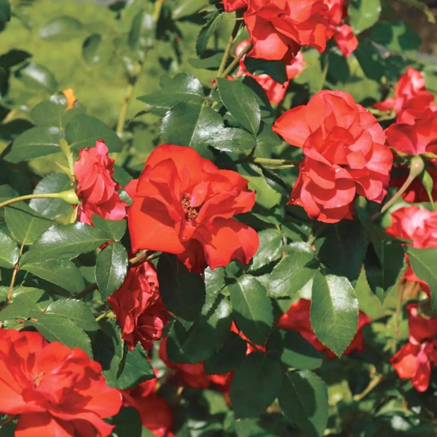 Roses>Roger's Gardens Sevillana - 5 Gallon