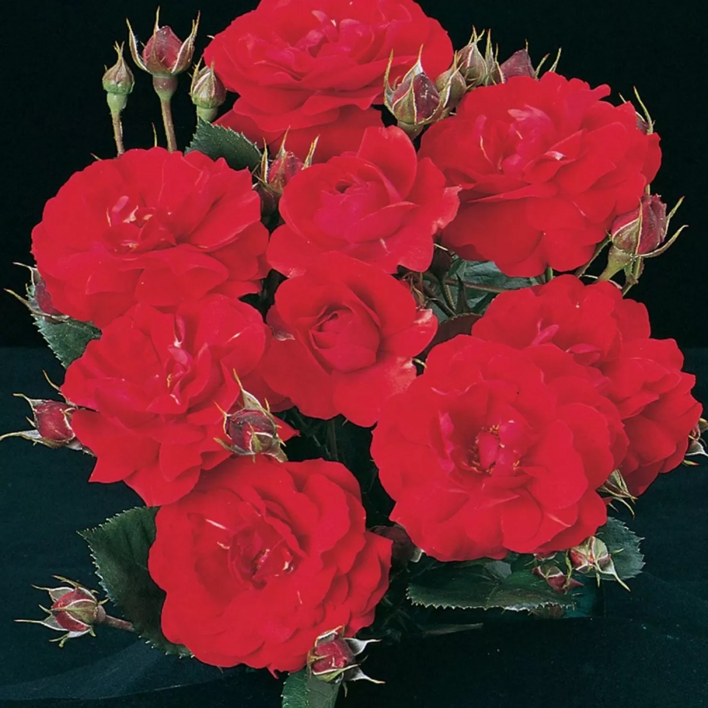 Roses>Roger's Gardens Showbiz - 36" Tree - 15 Gallon