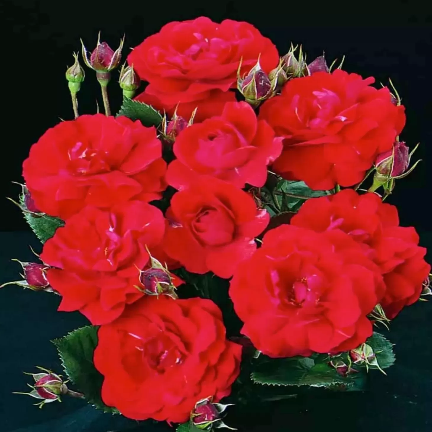 Roses>Roger's Gardens Sierra Lady Sunbelt - 5 Gallon