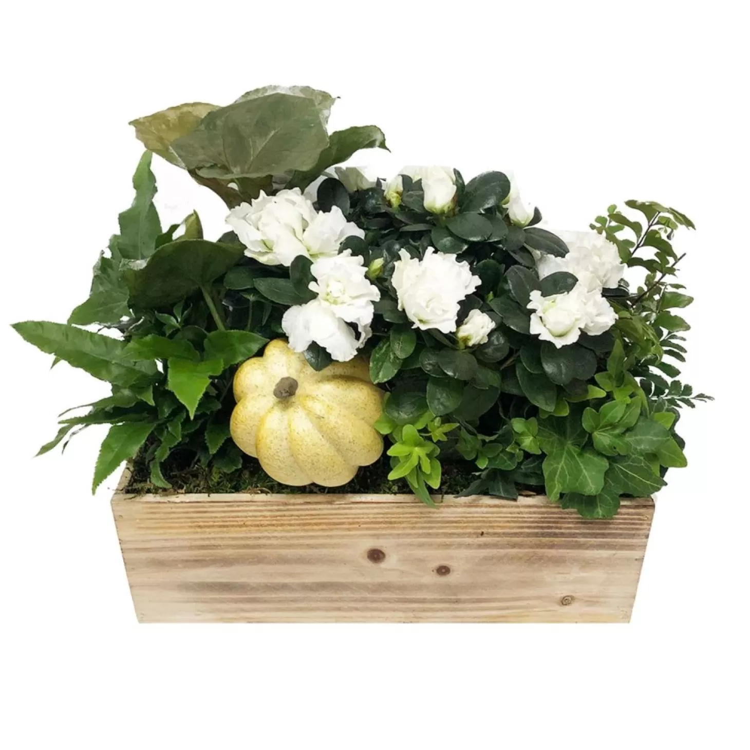 Indoor Planted Arrangements>Roger's Gardens Small White Autumn Long And Low Living Centerpiece